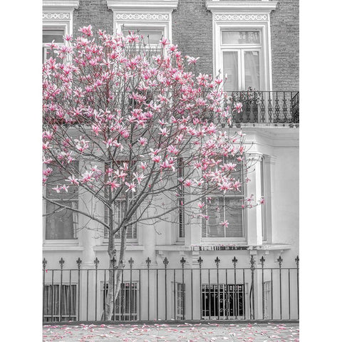 Magnolia tree outside house in London White Modern Wood Framed Art Print by Frank, Assaf