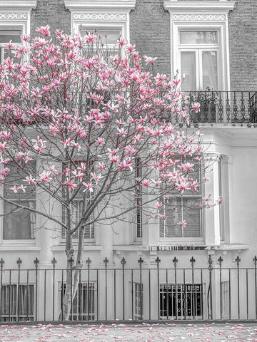 Magnolia tree outside house in London White Modern Wood Framed Art Print with Double Matting by Frank, Assaf