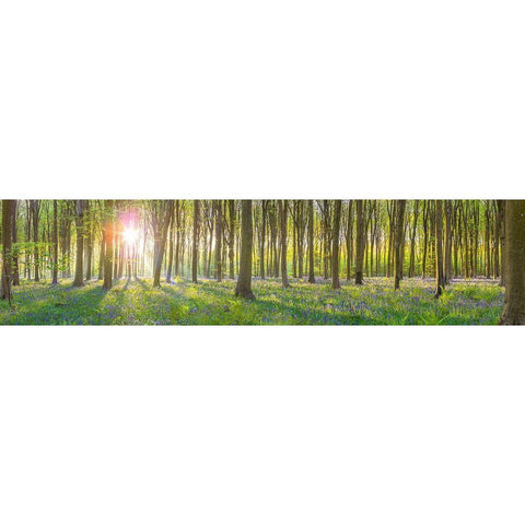Sun rays through trees Gold Ornate Wood Framed Art Print with Double Matting by Frank, Assaf