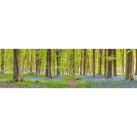 Pathway through forest Black Modern Wood Framed Art Print with Double Matting by Frank, Assaf