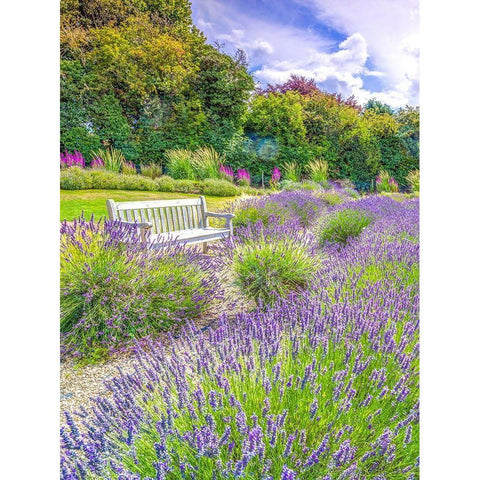 Lavender field Black Modern Wood Framed Art Print by Frank, Assaf