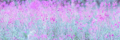 Chamaenerion flowers White Modern Wood Framed Art Print with Double Matting by Frank, Assaf