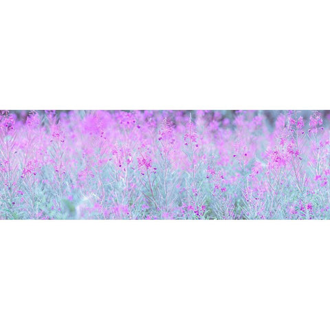 Chamaenerion flowers Black Modern Wood Framed Art Print by Frank, Assaf