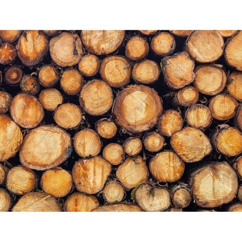 Wood logs Gold Ornate Wood Framed Art Print with Double Matting by Frank, Assaf