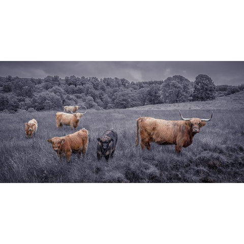 Highland Cows, FTBR-1913 Black Modern Wood Framed Art Print with Double Matting by Frank, Assaf