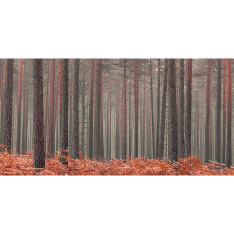 Misty Forest Gold Ornate Wood Framed Art Print with Double Matting by Frank, Assaf