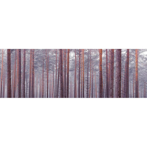 Tree trunks Black Modern Wood Framed Art Print with Double Matting by Frank, Assaf