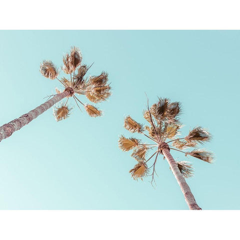 Palm trees Black Modern Wood Framed Art Print with Double Matting by Frank, Assaf