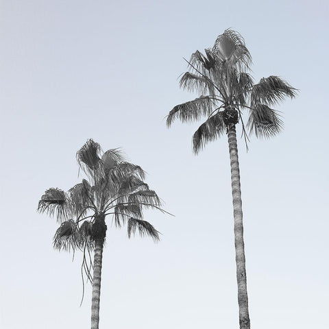 Palm trees White Modern Wood Framed Art Print by Frank, Assaf