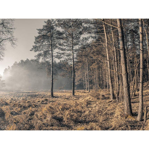 Misty forest Black Modern Wood Framed Art Print by Frank, Assaf