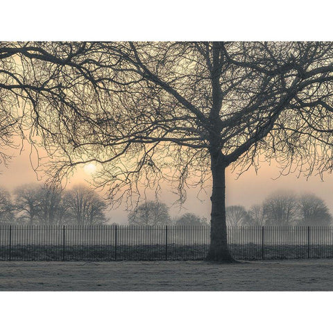 Misty morning White Modern Wood Framed Art Print by Frank, Assaf