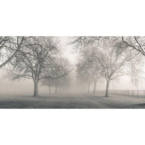 Pathway through trees Black Modern Wood Framed Art Print with Double Matting by Frank, Assaf