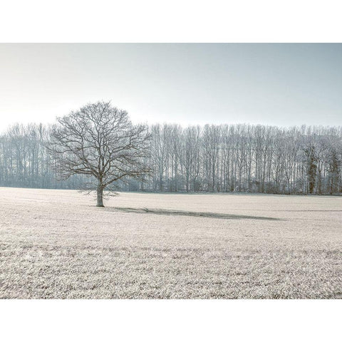 Trees on grass field White Modern Wood Framed Art Print by Frank, Assaf