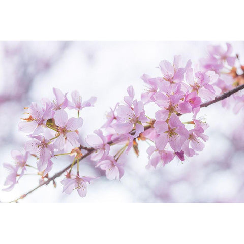 Blossoms White Modern Wood Framed Art Print by Frank, Assaf