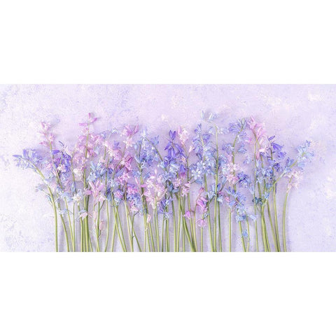 Bluebell flowers Black Modern Wood Framed Art Print with Double Matting by Frank, Assaf