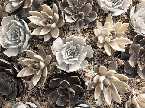 Chelsea flowers Black Ornate Wood Framed Art Print with Double Matting by Frank, Assaf