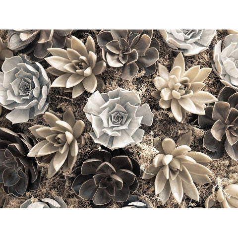 Chelsea flowers Black Modern Wood Framed Art Print by Frank, Assaf