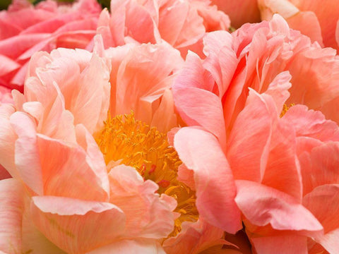 Chelsea flowers White Modern Wood Framed Art Print with Double Matting by Frank, Assaf