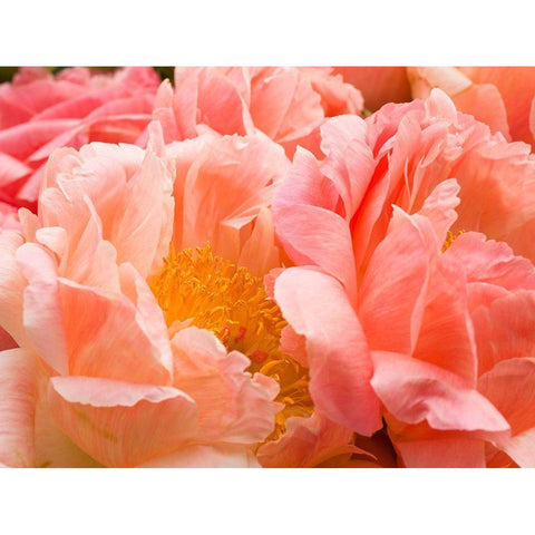 Chelsea flowers White Modern Wood Framed Art Print by Frank, Assaf