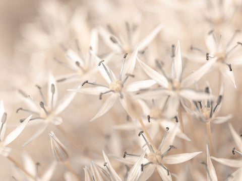 Allium flowers close-up White Modern Wood Framed Art Print with Double Matting by Frank, Assaf