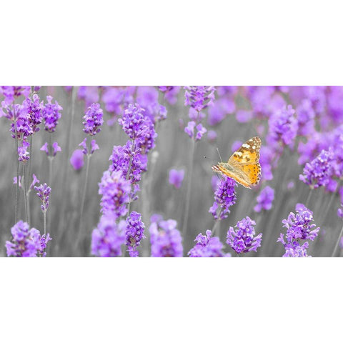 Butterfly Lavender flowers White Modern Wood Framed Art Print by Frank, Assaf