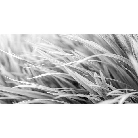 Flowing Grass Black Modern Wood Framed Art Print by Frank, Assaf