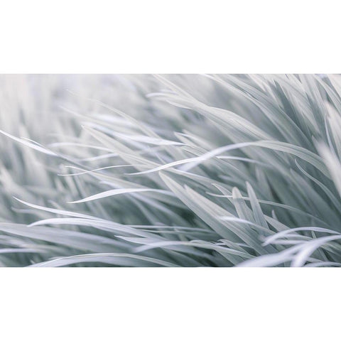 Leaves-abstract White Modern Wood Framed Art Print by Frank, Assaf