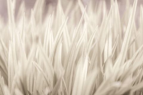 Grass Black Modern Wood Framed Art Print by Frank, Assaf