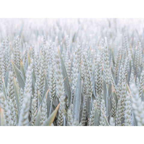 Wheat field Black Modern Wood Framed Art Print with Double Matting by Frank, Assaf