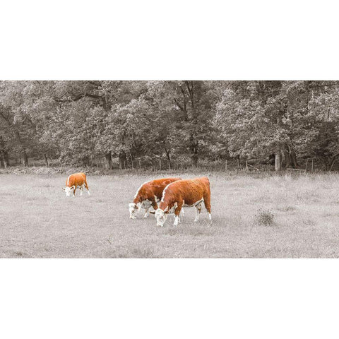 Cows in the field Black Modern Wood Framed Art Print with Double Matting by Frank, Assaf