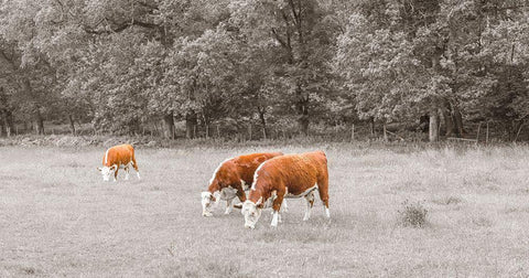 Cows in the field White Modern Wood Framed Art Print with Double Matting by Frank, Assaf