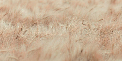 Wheat field White Modern Wood Framed Art Print with Double Matting by Frank, Assaf