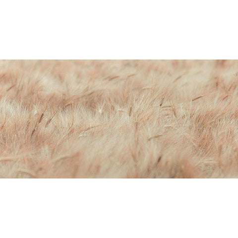 Wheat field Gold Ornate Wood Framed Art Print with Double Matting by Frank, Assaf