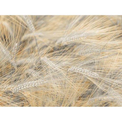 Wheat field White Modern Wood Framed Art Print by Frank, Assaf