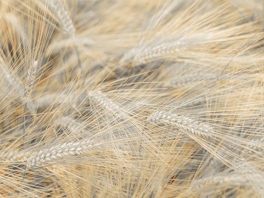 Image Only
