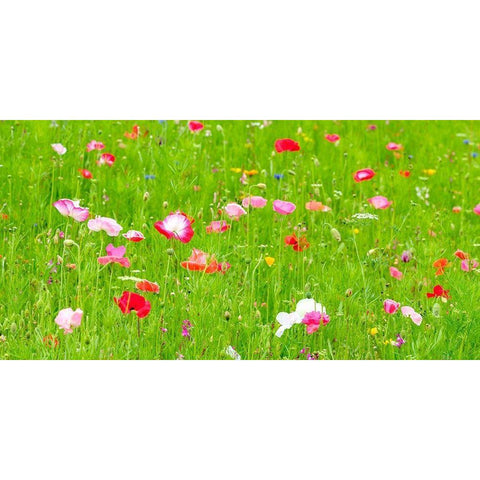 Meadow flowers Black Modern Wood Framed Art Print with Double Matting by Frank, Assaf