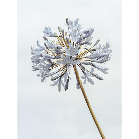 African Lily flower Black Modern Wood Framed Art Print with Double Matting by Frank, Assaf