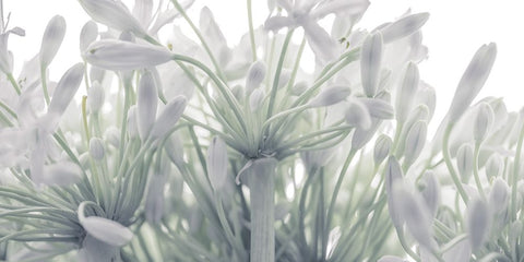 African Lily flowers White Modern Wood Framed Art Print with Double Matting by Frank, Assaf