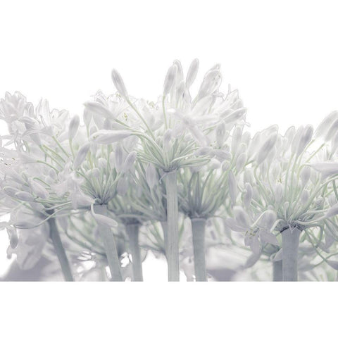 African Lily flowers White Modern Wood Framed Art Print by Frank, Assaf