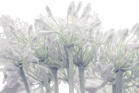 African Lily flowers Black Ornate Wood Framed Art Print with Double Matting by Frank, Assaf