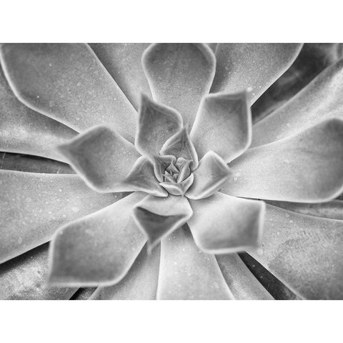 Succulent plant Black Modern Wood Framed Art Print by Frank, Assaf