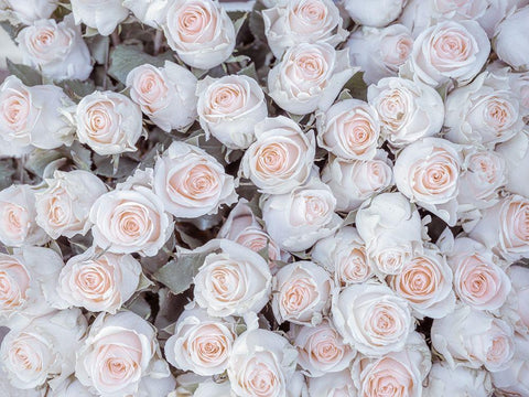 Full frame of Roses White Modern Wood Framed Art Print with Double Matting by Frank, Assaf