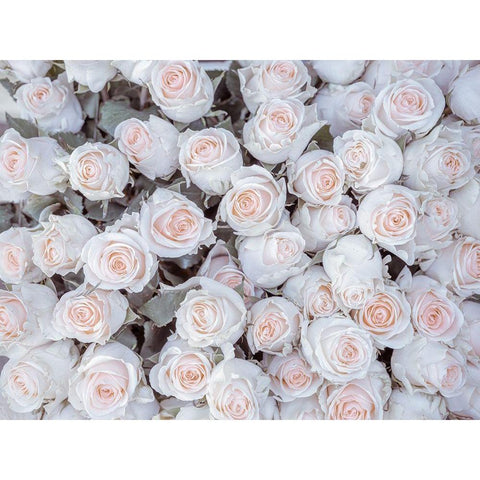 Full frame of Roses Black Modern Wood Framed Art Print with Double Matting by Frank, Assaf