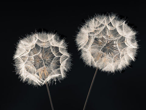 Dandelion Clock on black background Black Ornate Wood Framed Art Print with Double Matting by Frank, Assaf
