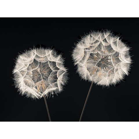 Dandelion Clock on black background Black Modern Wood Framed Art Print with Double Matting by Frank, Assaf