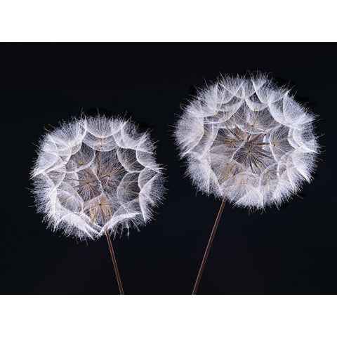 Dandelion Clock on black background White Modern Wood Framed Art Print by Frank, Assaf