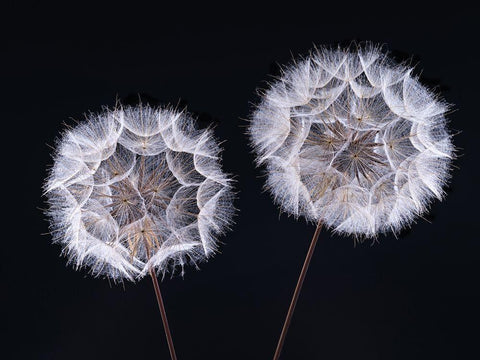 Dandelion Clock on black background White Modern Wood Framed Art Print with Double Matting by Frank, Assaf