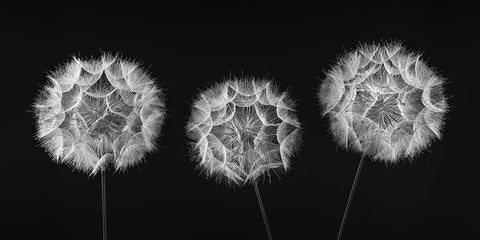 Dandelion Clock on black background White Modern Wood Framed Art Print with Double Matting by Frank, Assaf