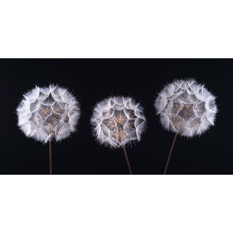 Dandelion Clock on black background White Modern Wood Framed Art Print by Frank, Assaf