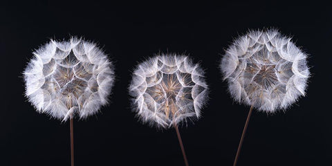 Dandelion Clock on black background Black Ornate Wood Framed Art Print with Double Matting by Frank, Assaf